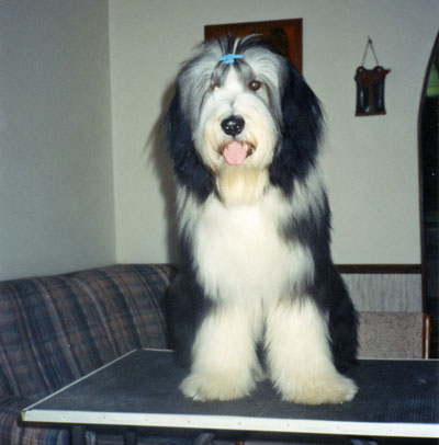 10 month old Robbie sitting on the grooming table after being groomed.